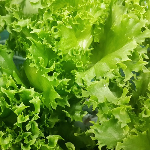 Lettuce Frillice